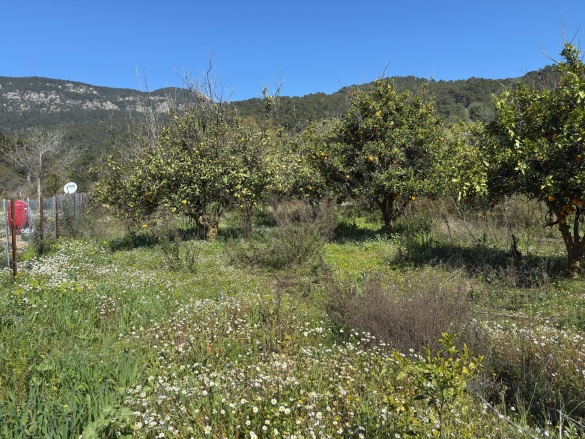 Çandır Köyceğiz Satılık Arsa |  1000M2 7.000.000Tl Resim-3