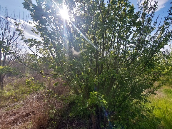 Eskiköy Ortaca Satılık Tarla |  12805M2 19.200.000Tl Resim-3