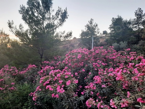 Gökbel Ortaca Satılık Tarla |  238M2 1.500.000Tl Resim-3