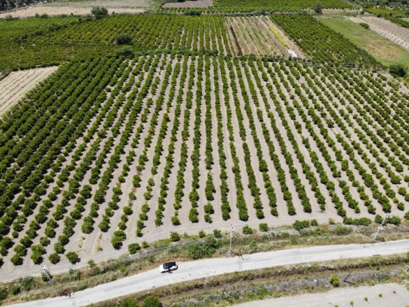 Mergenli Ortaca Satılık Tarla |  13500M2 35.000.000Tl Resim-1