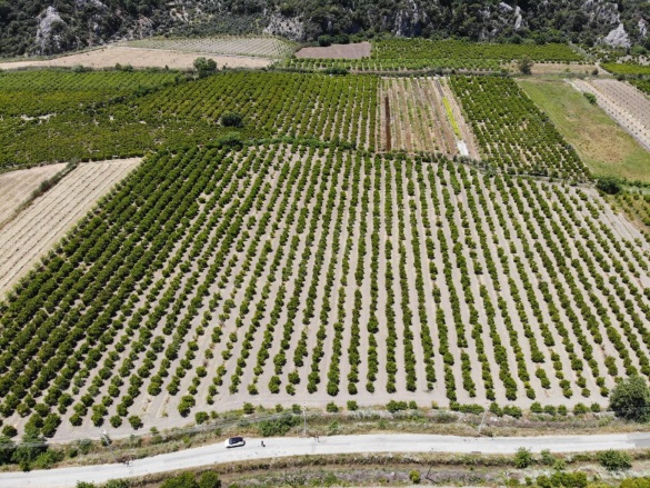 Mergenli Ortaca Satılık Tarla |  13500M2 28.000.000Tl Resim-2