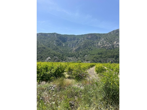 Mergenli Ortaca Satılık Tarla |  13500M2 28.000.000Tl Resim-3