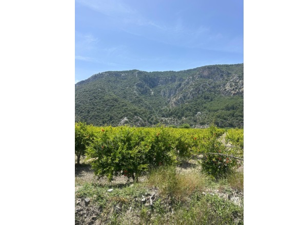 Mergenli Ortaca Satılık Tarla |  13500M2 28.000.000Tl Resim-4