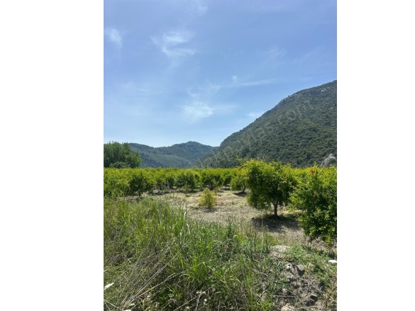 Mergenli Ortaca Satılık Tarla |  13500M2 35.000.000Tl Resim-5