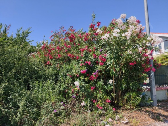 Dalyan Ortaca Satılık Arsa |  500M2 15.000.000Tl İmarlı  Resim-1