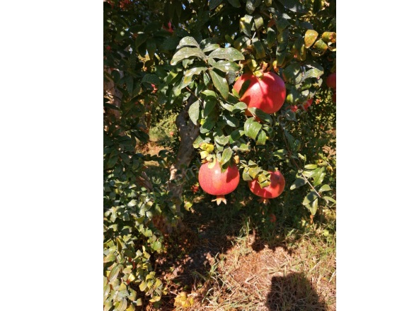 Eskiköy Ortaca Satılık Tarla |  48000M2 96.000.000Tl Resim-3