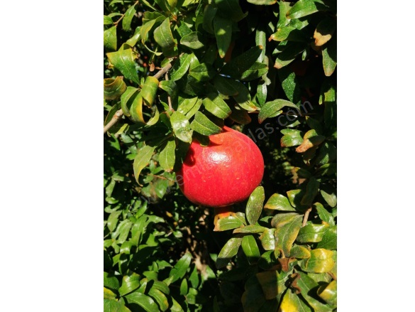 Eskiköy Ortaca Satılık Tarla |  48000M2 96.000.000Tl Resim-4