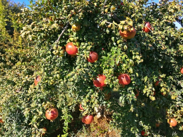 Eskiköy Ortaca Satılık Tarla |  48000M2 96.000.000Tl Resim-5