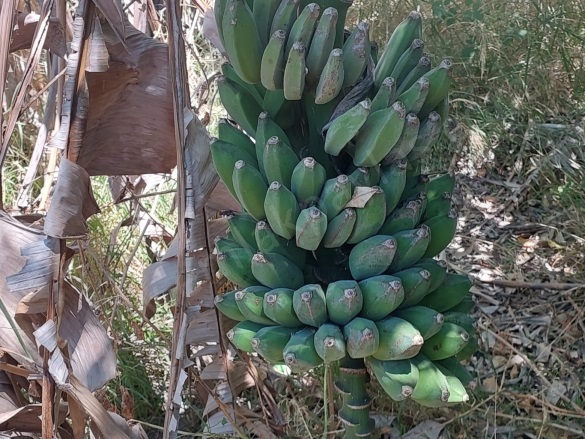 Okçular Ortaca Satılık Müstakil Ev |  2+1 Oda | 835M2 5.000.000Tl | Müstakil | Klima | 1 Banyo | 2 Yatak Odası Resim-2