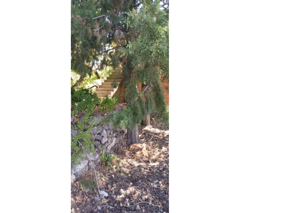 Gökçeyaka Çameli Satılık Müstakil Ev |  1+1 Oda | 750M2 2.500.000Tl | Müstakil | 1 Banyo | 1 Yatak Odası Resim-3