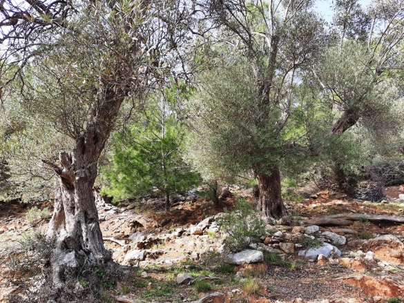 Gökbel Ortaca Satılık Arazi |  25500M2 3.000.000Tl Resim-3