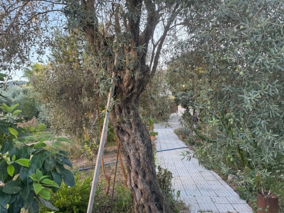 Okçular Ortaca Satılık Arazi |  650M2 7.500.000Tl Resim-3