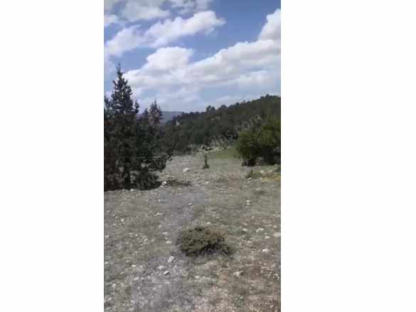 Çameli Ayvacık Ta 1770 M2 Satılık Tarla