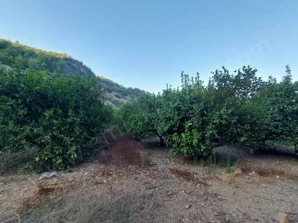 Muğla Ortaca Karadonlar Da 1 300 M2 Müstakil 250M2 Konut imarlı Satılık Arsa