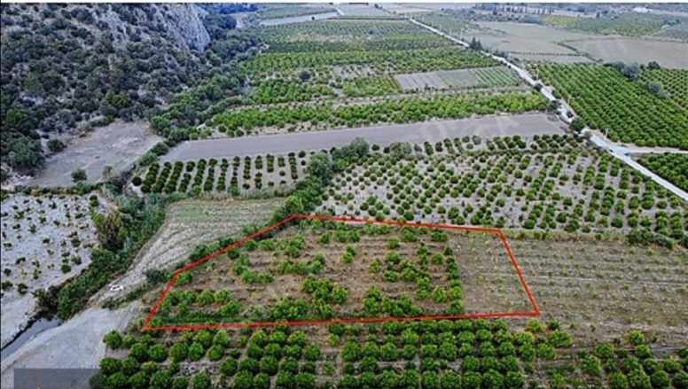 Ortaca Mergenli De 8 500 M2 Narenciye Bahçesi Satılık Tarla