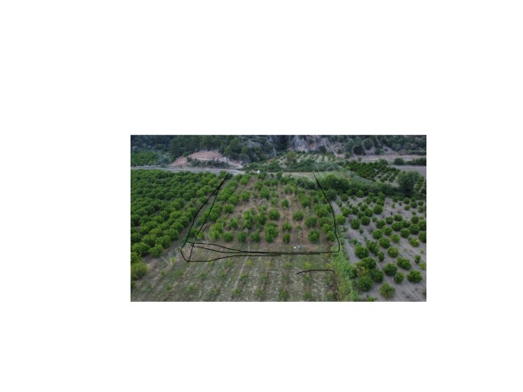 Mergenli Ortaca Satılık Tarla |  8500M2 8.500.000Tl Resim-2