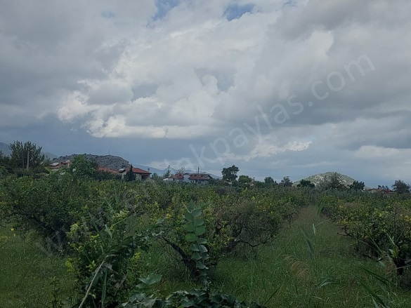 Dalyan Ortaca Satılık Arazi |  5000M2 16.000.000Tl Resim-1
