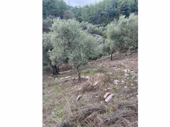 Muğla Milas Çakıralan Da 1 025 M2 Nitelik Zeytinlik Olan Satılık Arazi