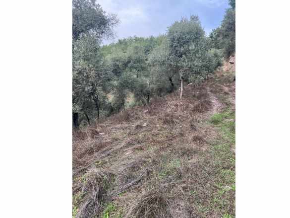 Muğla Milas Çakıralan Da 960 M2 Nitelik Zeytinlik Olan Satılık Arazi