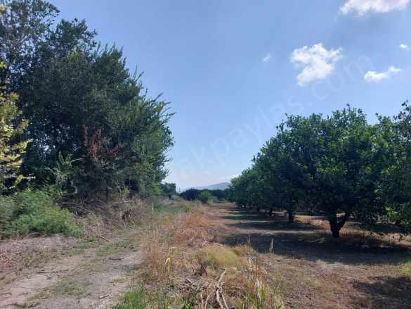 Mugla Okçular Dalyan Sınırında Da 750 M2 Koop Arsası Acil Kelepir Fiyattan Satılık Arazi Ortaca