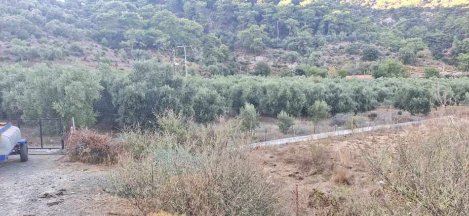 Muğla Köyceğiz Çandır Mah 4 250 M2 Zeytinlik Satılık Arazi