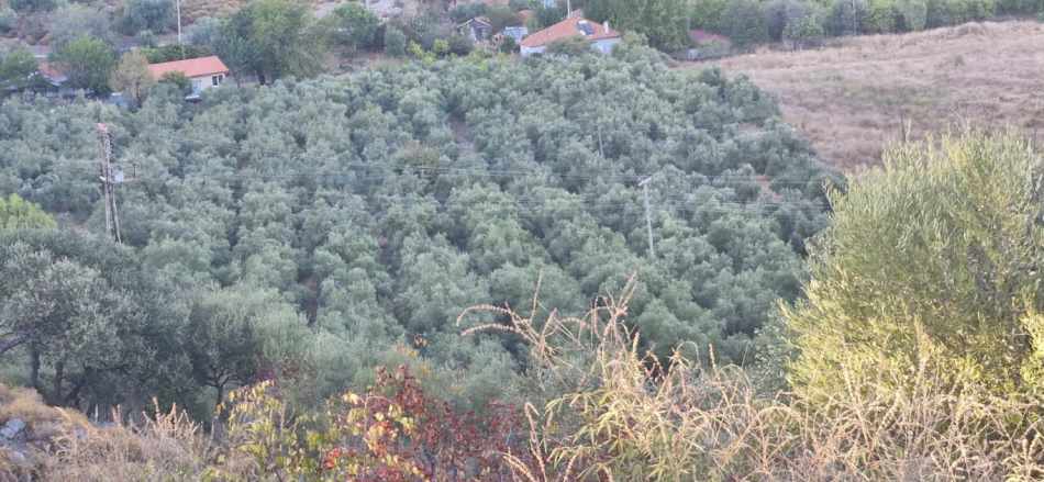 Muğla Köyceğiz Çandır Mah 4 250 M2 Zeytinlik Satılık Arazi