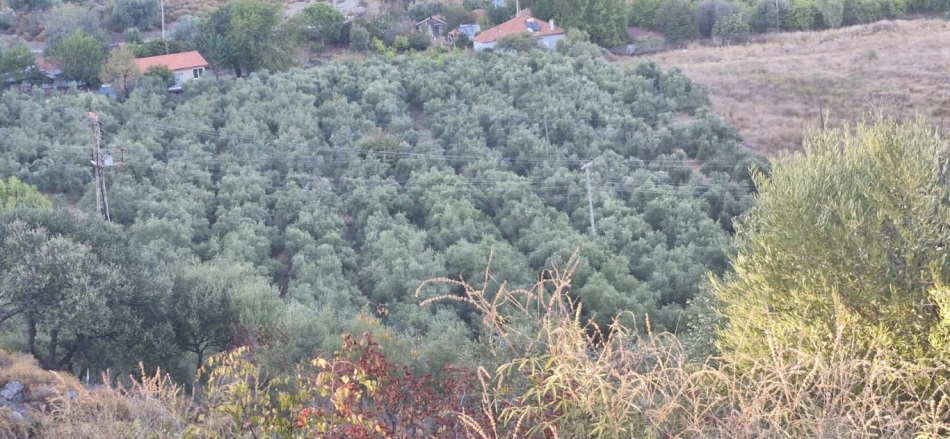 Çandır Köyceğiz Satılık Arazi |  4250M2 5.000.000Tl Resim-2