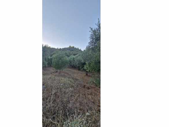 Muğla Köyceğiz Çandır Mah 4 250 M2 Zeytinlik Satılık Arazi