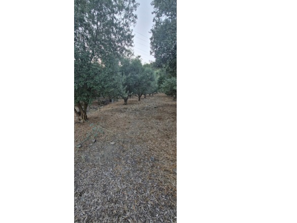 Çandır Köyceğiz Satılık Arazi |  4250M2 5.000.000Tl Resim-4