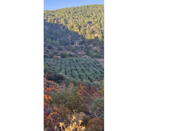 Çandır Köyceğiz Satılık Arazi |  4250M2 5.000.000Tl Resim-5