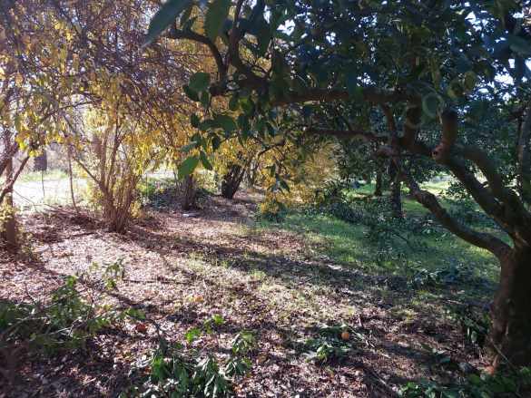 Ortaca Okçularda 250 M2 inşaat Hakkı Olan 1000M2 Müstakil Satılık Arsa