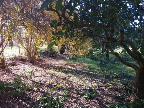 Okçular Ortaca Satılık Arsa |  1000M2 13.000.000Tl İmarlı  Resim-3