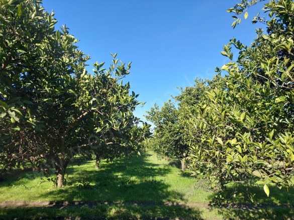 Okçular Ortaca Satılık Arsa |  1000M2 13.000.000Tl İmarlı  Resim-4