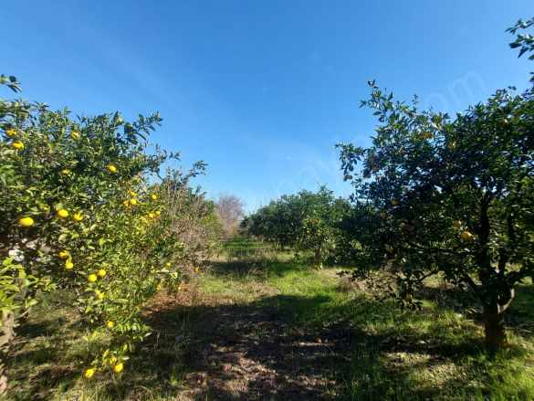 Mugla Dalyan Da 150 M2 inşaat Hakkı Olan 4 500 Arazi Satılık Arsa Veya Dan Villa ile Takas Ortaca