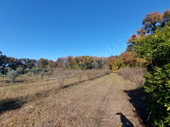 Dalyan Ortaca Satılık Arazi |  4000M2 6.000.000Tl Resim-5