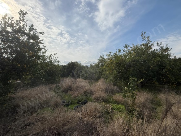 Güzelyurt Ortaca Satılık Arsa |  1950M2 13.000.000Tl İmarlı  Resim-1