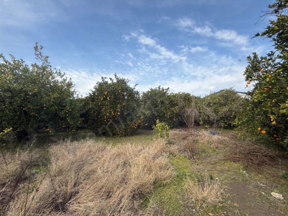 Güzelyurt Ortaca Satılık Arsa |  1950M2 13.000.000Tl İmarlı  Resim-2