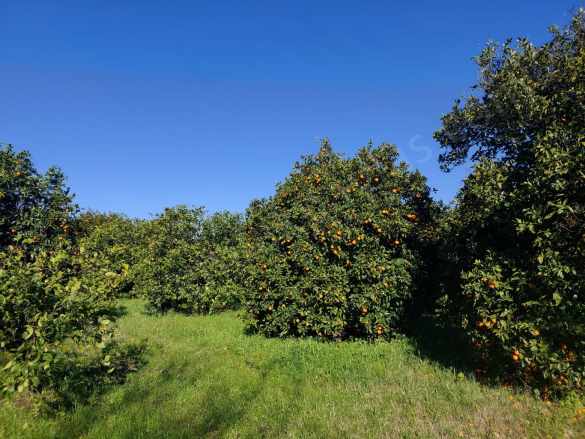 Dalyan imar Planına Sıfır 507M2 Satılık Arsa Veya Ortacadan Daire ile Takas Olur