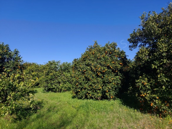 Dalyan Ortaca Satılık Arsa |  507M2 7.250.000Tl Resim-2