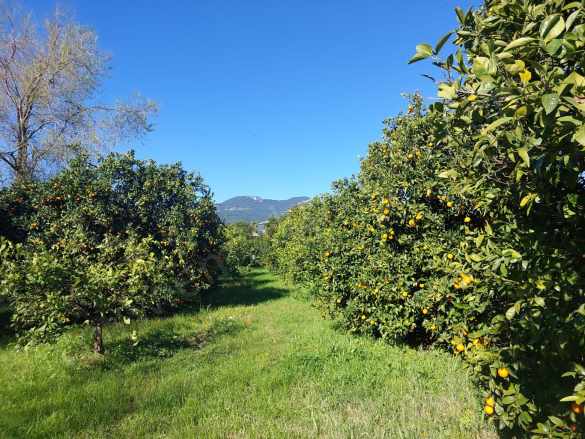 Dalyan imar Planına Sıfır 507M2 Satılık Arsa Veya Ortacadan Daire ile Takas Olur