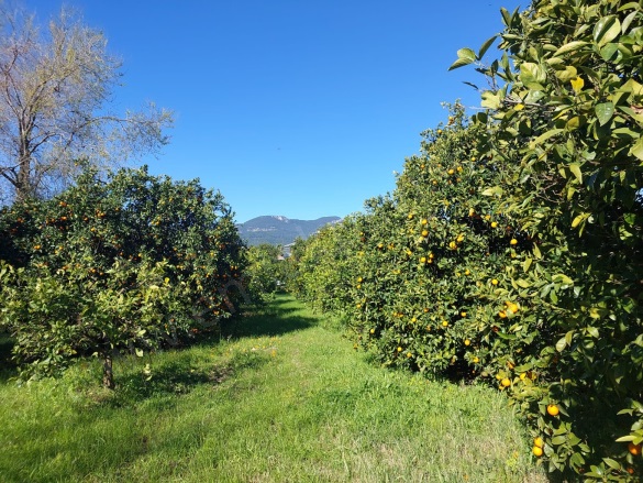 Dalyan Ortaca Satılık Arsa |  507M2 7.250.000Tl Resim-3