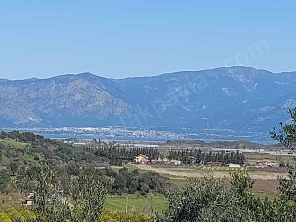 Ortaca Dalyan Da 1 000 M2 Göl Manzaralı Zeytinlik Hazine Si Zilliyet Hakkı Devir Edilecek Satılık Arazi