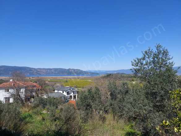 Ortaca Dalyan Da 1 000 M2 Göl Manzaralı Zeytinlik Hazine Si Zilliyet Hakkı Devir Edilecek Satılık Arazi