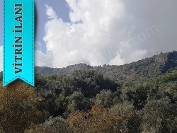 Ortaca Fevziye Satılık Tarla 21775 M2