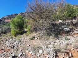 Ortaca Gökbel Satılık Tarla 25500 M2