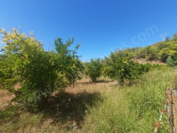 Ortaca Çaylı Satılık Arsa 600 M2