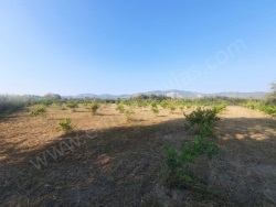 Ortaca Dikme Kavak Satılık Tarla 5000 M2