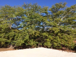 Beyağaç - Satılık Arazi 500 M2