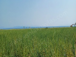 Milas Ören Satılık Arsa 4500 M2