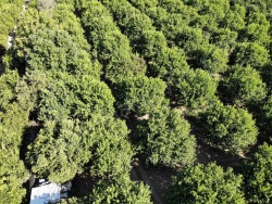 Ortaca Akıncı Satılık Tarla 8230 M2